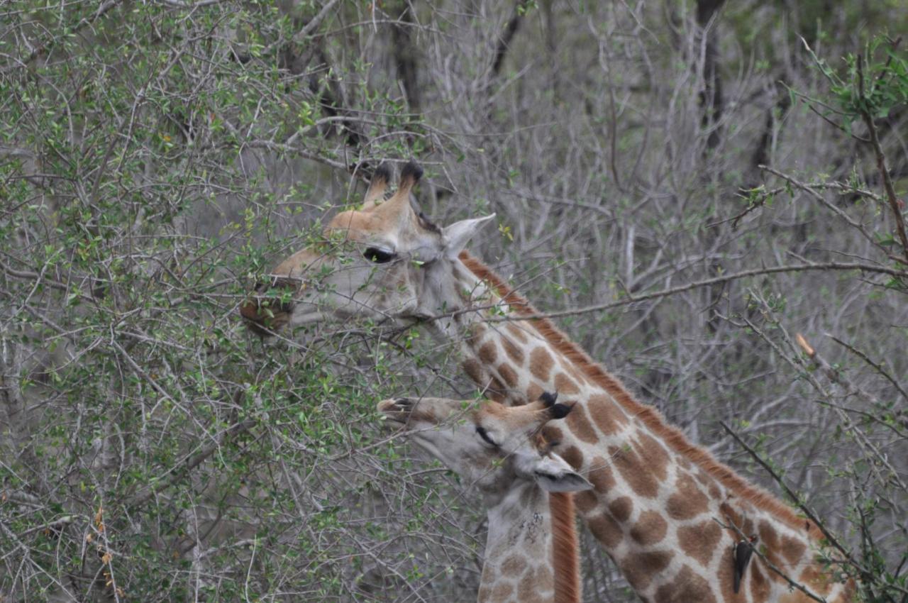 Hazyview Buffalo Game Lodge Luaran gambar